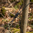 Linka paracord Foxter 30 metrów czarna 180kg