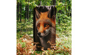Ręcznik Zwoltex 50x100 cm Lis